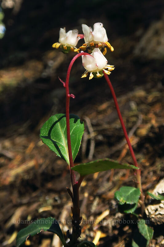 little pipsissewa (Chimaphila menziesii) [Canyon Creek Meadows, Mt. Jefferson Wilderness, Jefferson County, Oregon]
