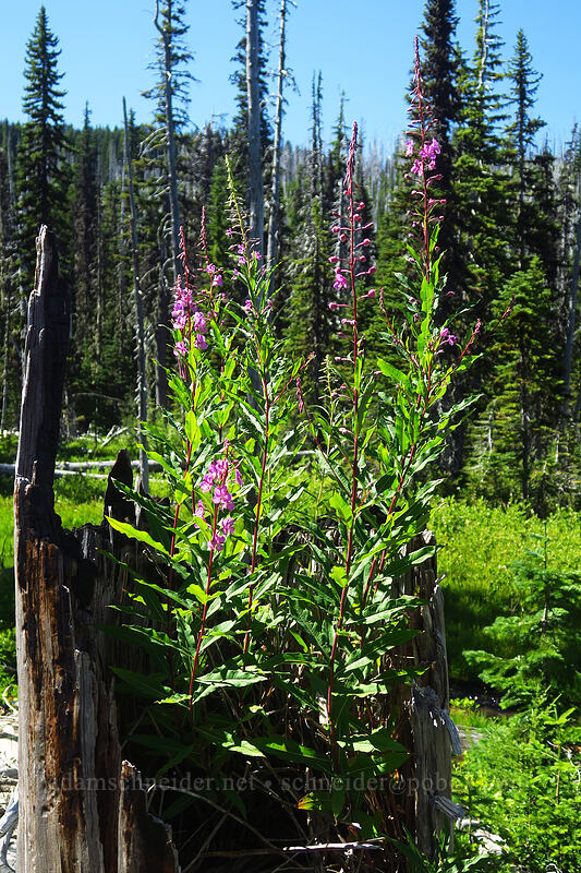 stump filled with fireweed (Chamerion angustifolium (Chamaenerion angustifolium) (Epilobium angustifolium)) [Canyon Creek Trail, Mt. Jefferson Wilderness, Jefferson County, Oregon]