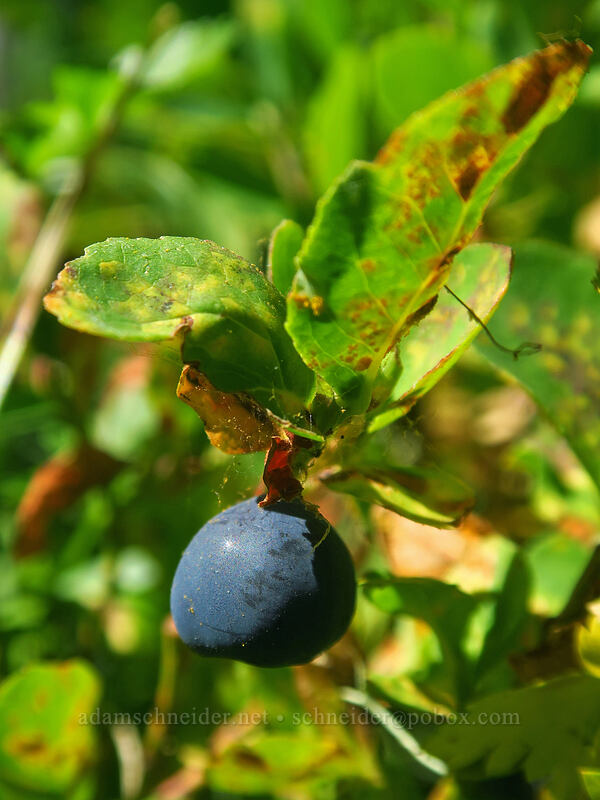 wild blueberry (Vaccinium deliciosum) [Canyon Creek Trail, Mt. Jefferson Wilderness, Jefferson County, Oregon]