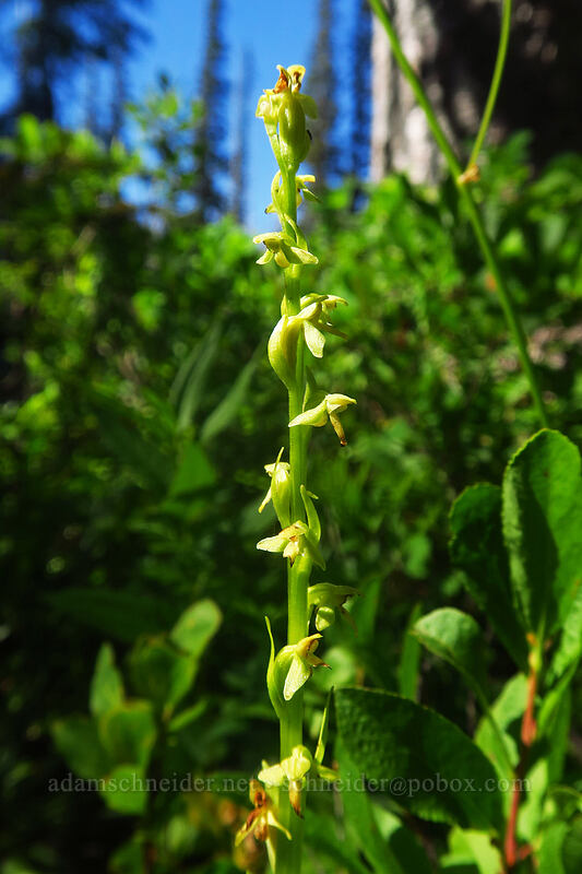 slender bog orchid (Platanthera stricta (Habenaria saccata)) [Canyon Creek Trail, Mt. Jefferson Wilderness, Jefferson County, Oregon]