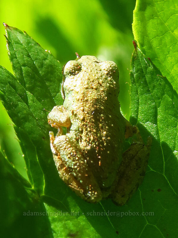 Pacific chorus frog (tree frog) (Pseudacris regilla) [Canyon Creek Trail, Mt. Jefferson Wilderness, Jefferson County, Oregon]