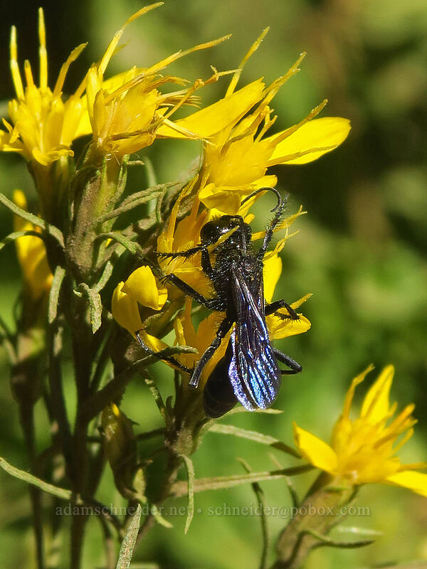 blue mud-dauber wasp on rabbit-brush goldenweed (Chalybion californicum, Ericameria bloomeri (Haplopappus bloomeri)) [Old Summit Trail, Mt. Jefferson Wilderness, Jefferson County, Oregon]