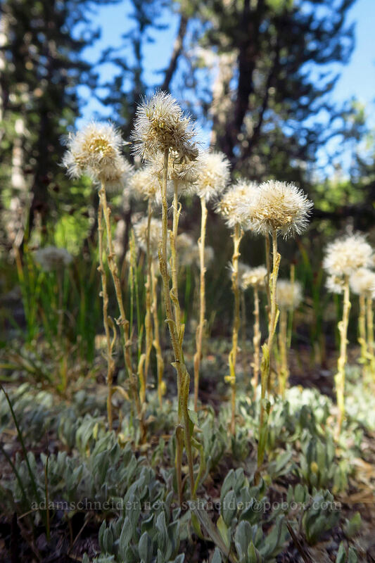 pussy-toes (Antennaria sp.) [Tahoe Meadow, Humboldt-Toiyabe National Forest, Washoe County, Nevada]