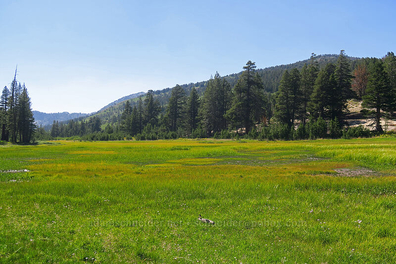 Tahoe Meadow [Tahoe Meadow, Humboldt-Toiyabe National Forest, Washoe County, Nevada]