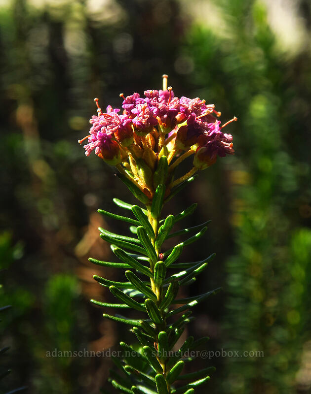 Brewer's (purple) mountain heather, fading (Phyllodoce breweri) [Tahoe Meadow, Humboldt-Toiyabe National Forest, Washoe County, Nevada]
