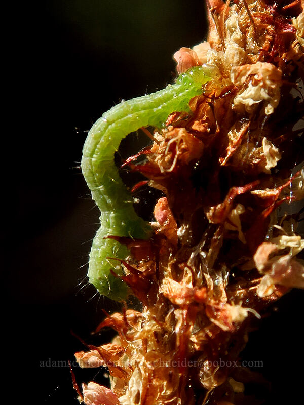 inchworm on bistort (Bistorta bistortoides (Polygonum bistortoides)) [Tahoe Meadow, Humboldt-Toiyabe National Forest, Washoe County, Nevada]