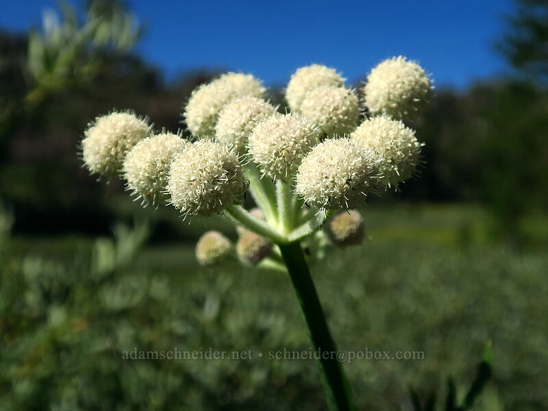 ranger's buttons (Sphenosciadium capitellatum (Angelica capitellata)) [Tahoe Meadow, Humboldt-Toiyabe National Forest, Washoe County, Nevada]