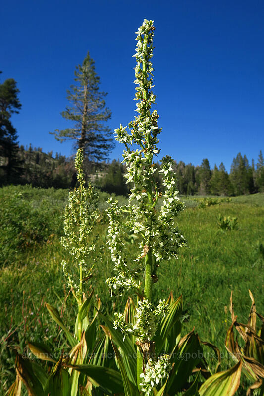 California corn lily (Veratrum californicum) [Tahoe Meadow, Humboldt-Toiyabe National Forest, Washoe County, Nevada]