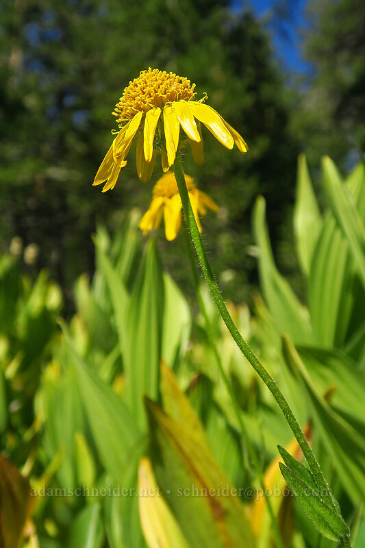 arnica (Arnica sp.) [Tahoe Meadow, Humboldt-Toiyabe National Forest, Washoe County, Nevada]