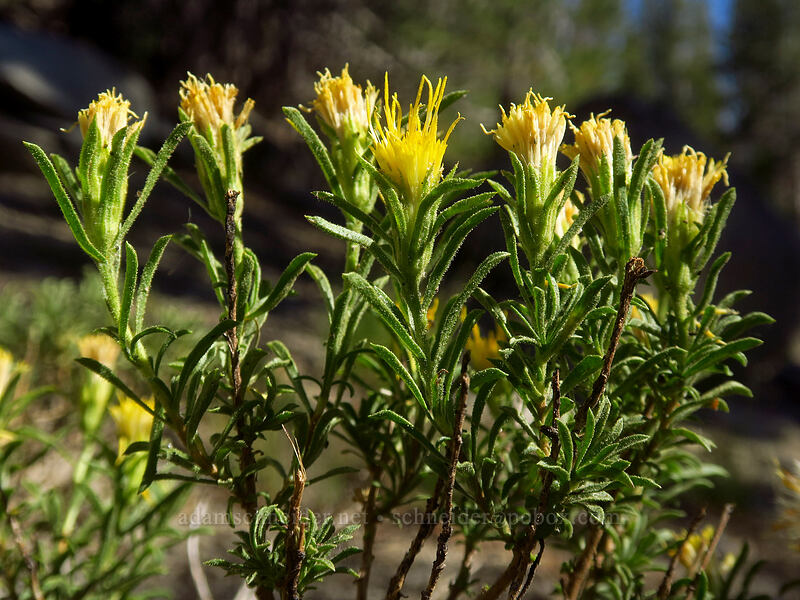 single-head golden-bush (Ericameria suffruticosa (Haplopappus suffruticosus)) [Tahoe Meadow, Humboldt-Toiyabe National Forest, Washoe County, Nevada]