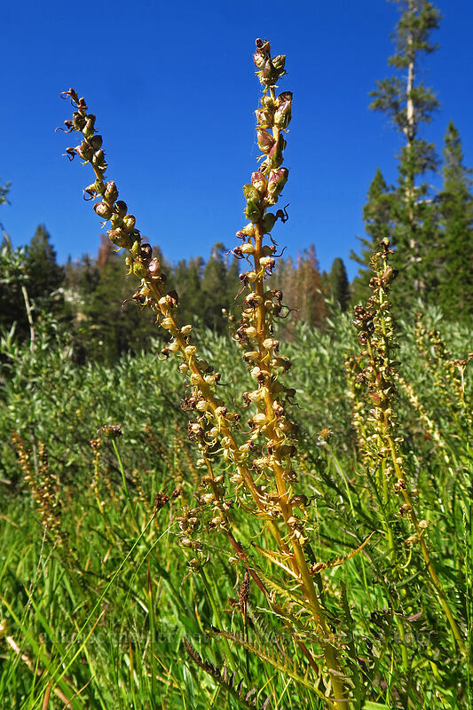 little elephant's-head lousewort, going to seed (Pedicularis attollens) [Tahoe Meadow, Humboldt-Toiyabe National Forest, Washoe County, Nevada]