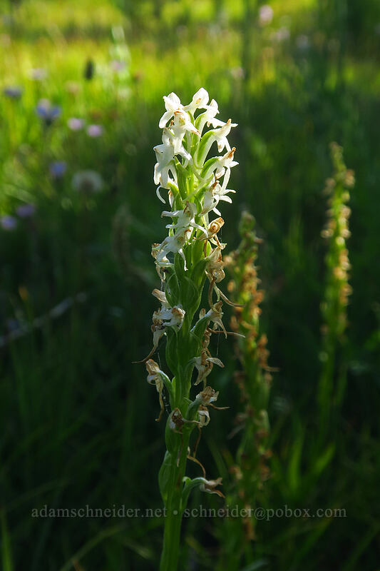 Sierra bog orchid (Platanthera dilatata var. leucostachys (Platanthera leucostachys)) [Tahoe Meadow, Humboldt-Toiyabe National Forest, Washoe County, Nevada]