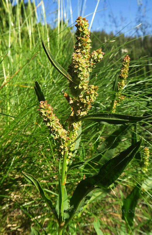 willow-leaved dock (Rumex sp.) [Tahoe Meadow, Humboldt-Toiyabe National Forest, Washoe County, Nevada]