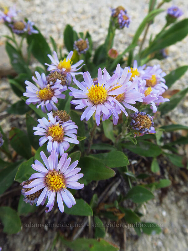 Parry's asters (Symphyotrichum foliaceum var. parryi (Aster foliaceus)) [Tahoe Meadow, Humboldt-Toiyabe National Forest, Washoe County, Nevada]