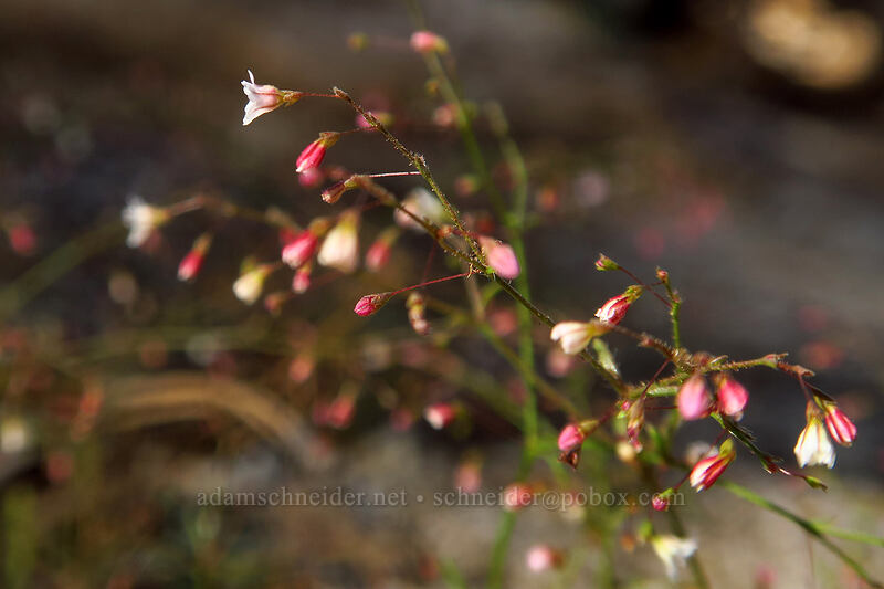 spurry buckwheat (Eriogonum spergulinum) [Tahoe Meadow, Humboldt-Toiyabe National Forest, Washoe County, Nevada]