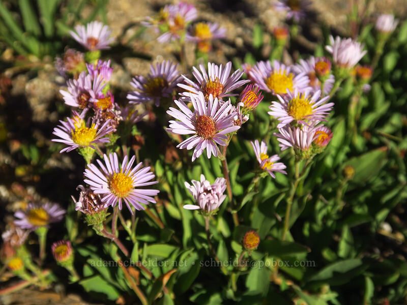 asters (Symphyotrichum sp. (Aster sp.)) [Tahoe Meadow, Humboldt-Toiyabe National Forest, Washoe County, Nevada]