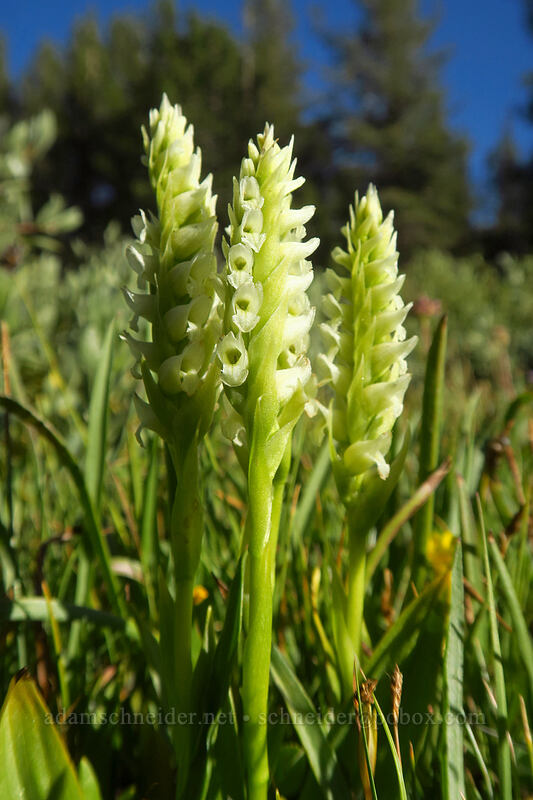hooded ladies'-tresses (Spiranthes romanzoffiana) [Tahoe Meadow, Humboldt-Toiyabe National Forest, Washoe County, Nevada]