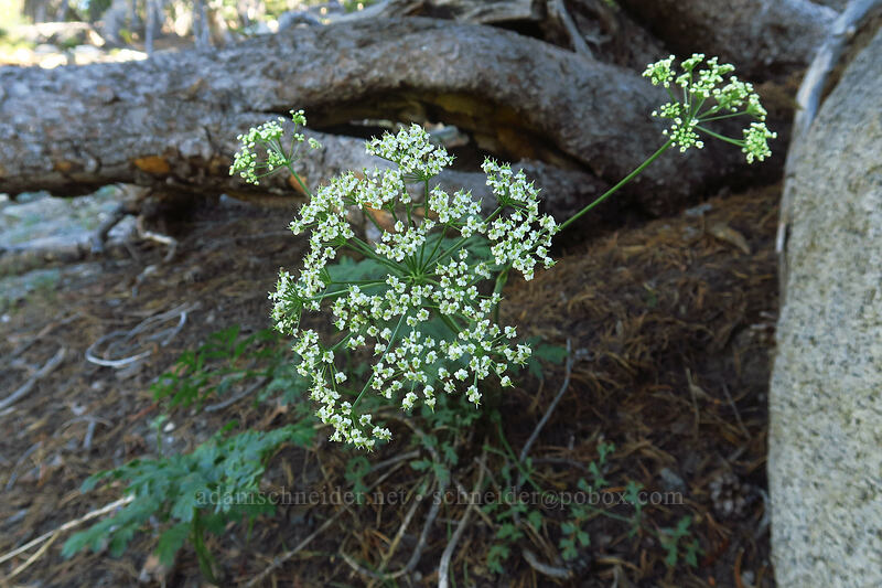 Gray's lovage (Ligusticum grayi) [Tahoe Meadow, Humboldt-Toiyabe National Forest, Washoe County, Nevada]