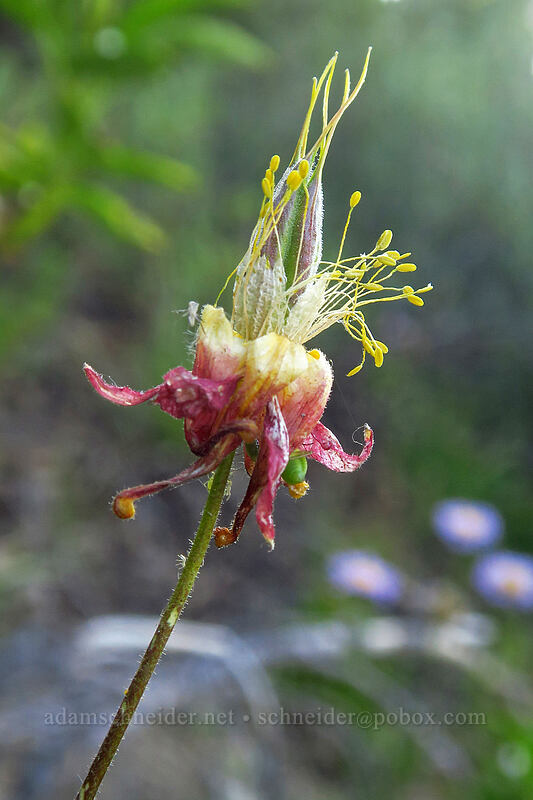 western columbine, going to seed (Aquilegia formosa) [Tahoe Meadow, Humboldt-Toiyabe National Forest, Washoe County, Nevada]