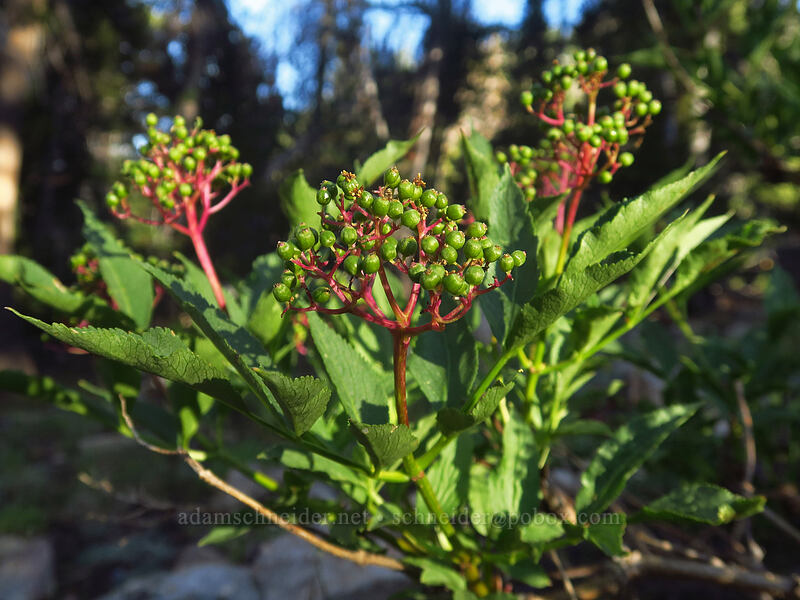 unripe red elderberries (Sambucus racemosa) [Tahoe Meadow, Humboldt-Toiyabe National Forest, Washoe County, Nevada]