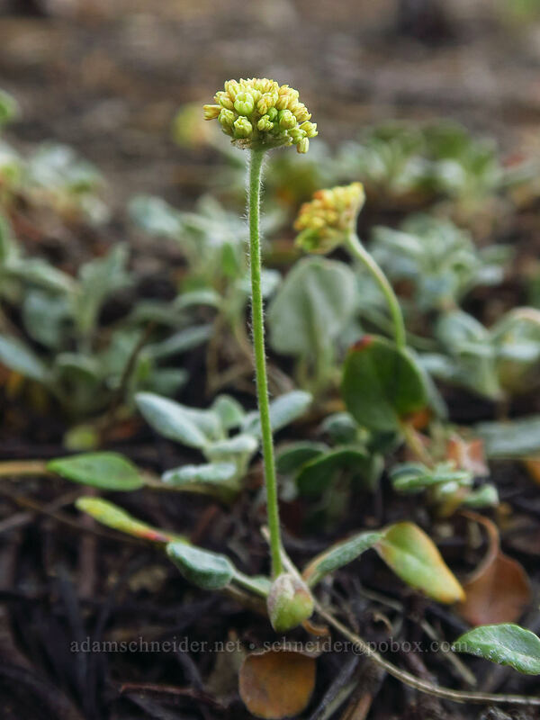 marum-leaf buckwheat (male flowers) (Eriogonum marifolium) [Tahoe Meadow, Humboldt-Toiyabe National Forest, Washoe County, Nevada]