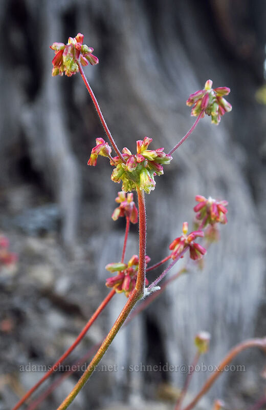 marum-leaf buckwheat (female flowers) (Eriogonum marifolium) [Tahoe Meadow, Humboldt-Toiyabe National Forest, Washoe County, Nevada]
