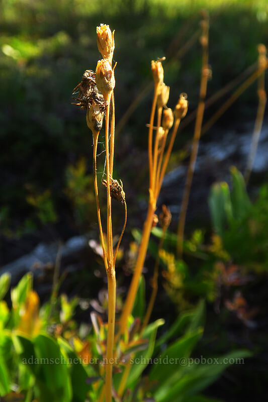 tall mountain shooting stars, gone to seed (Dodecatheon jeffreyi (Primula jeffreyi)) [Rockpile Trail, Diamond Peak Wilderness, Lane County, Oregon]