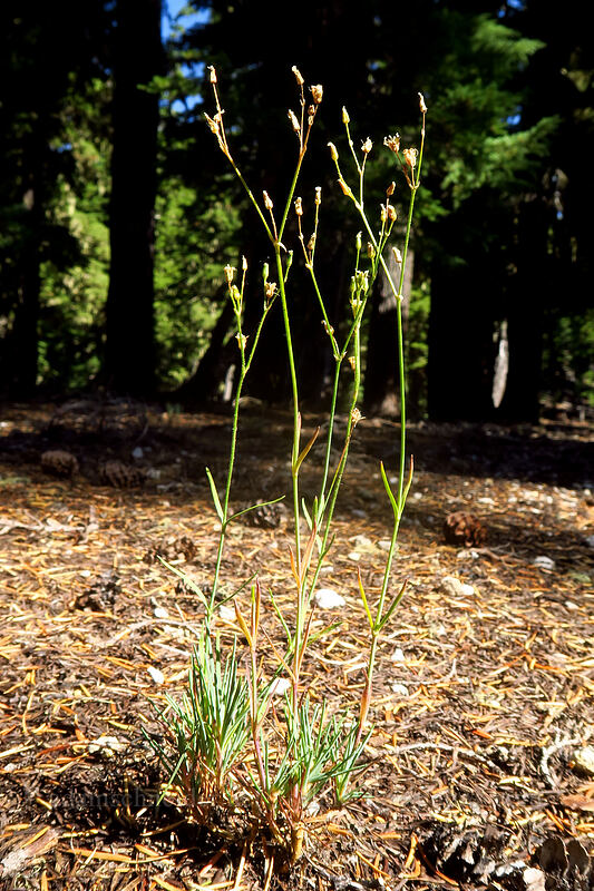 Crater Lake sandwort, gone to seed (Eremogone pumicola) [north of Marie Lake, Diamond Peak Wilderness, Lane County, Oregon]