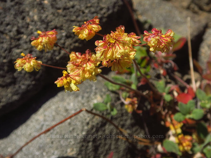 wild buckwheat (Eriogonum sp.) [Diamond Peak summit trail, Diamond Peak Wilderness, Lane County, Oregon]