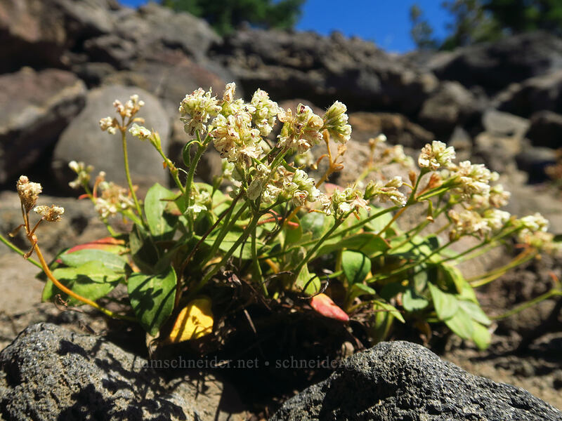 alpine buckwheat (Eriogonum pyrolifolium) [Diamond Peak summit trail, Diamond Peak Wilderness, Lane County, Oregon]