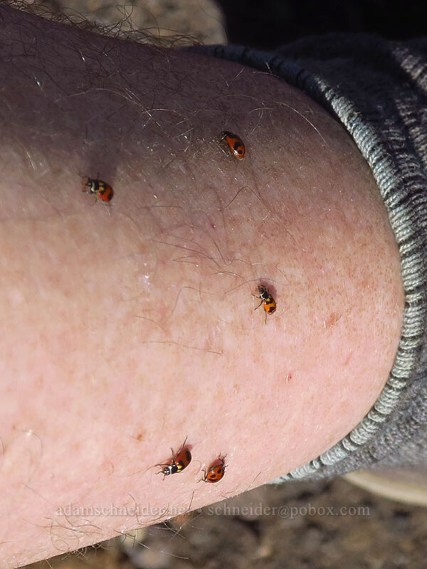 Oregon lady beetles/ladybugs on my ankle (Hippodamia oregonensis) [Diamond Peak summit, Diamond Peak Wilderness, Lane County, Oregon]