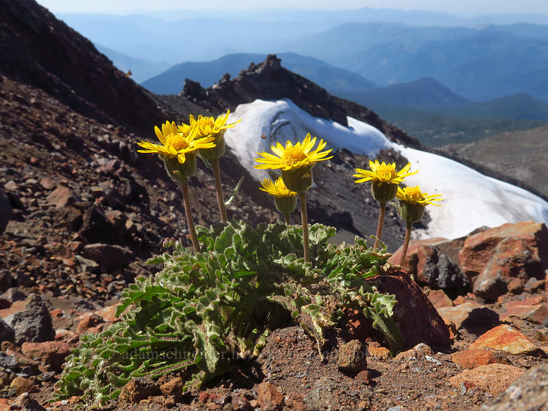 dwarf alpine-gold (Hulsea nana) [Diamond Peak summit, Diamond Peak Wilderness, Lane County, Oregon]