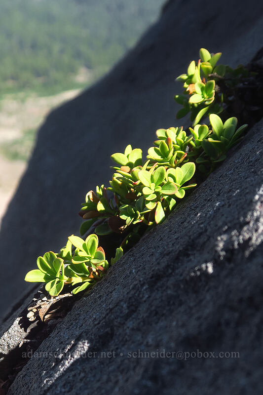 Davidson's penstemon leaves (Penstemon davidsonii) [Diamond Peak summit trail, Diamond Peak Wilderness, Lane County, Oregon]