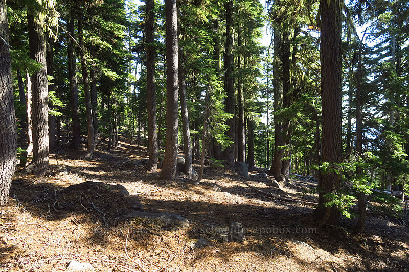 easy bushwhacking [north of Marie Lake, Diamond Peak Wilderness, Lane County, Oregon]