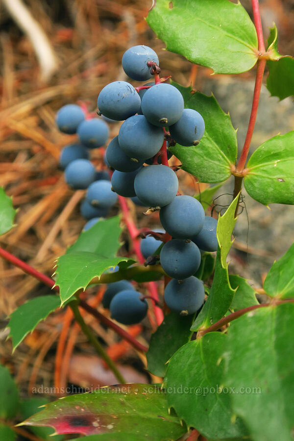 Cascade Oregon-grape berries (Mahonia nervosa (Berberis nervosa)) [Colchuck Lake Trail, Alpine Lakes Wilderness, Chelan County, Washington]