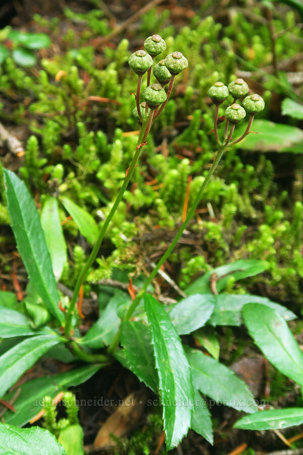 pipsissewa, going to seed (Chimaphila umbellata) [Colchuck Lake Trail, Alpine Lakes Wilderness, Chelan County, Washington]