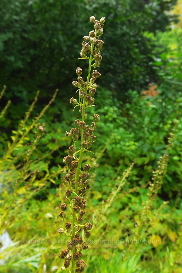 Michaux's mugwort (lemon sagewort), going to seed (Artemisia michauxiana) [Colchuck Lake Trail, Alpine Lakes Wilderness, Chelan County, Washington]