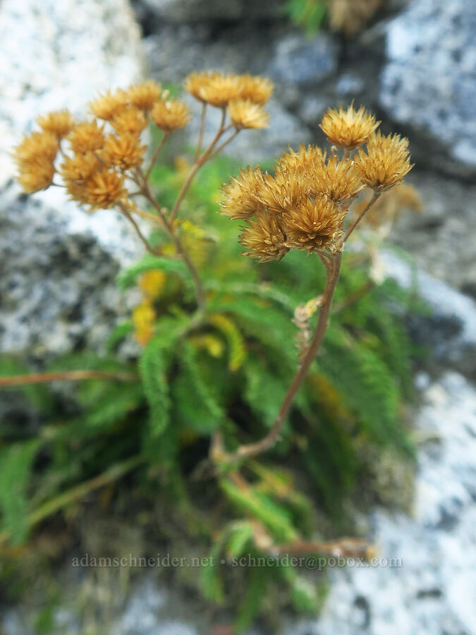 yarrow, gone to seed (Achillea millefolium) [Colchuck Lake Trail, Alpine Lakes Wilderness, Chelan County, Washington]
