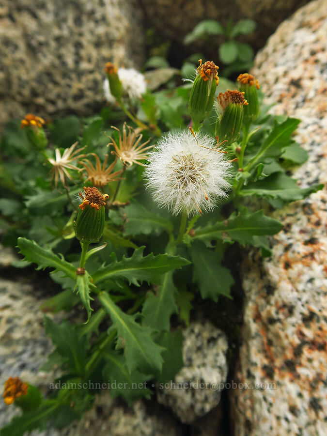 Rocky Mountain groundsel, gone to seed (Packera streptanthifolia (Senecio streptanthifolius)) [below Aasgard Pass, Alpine Lakes Wilderness, Chelan County, Washington]