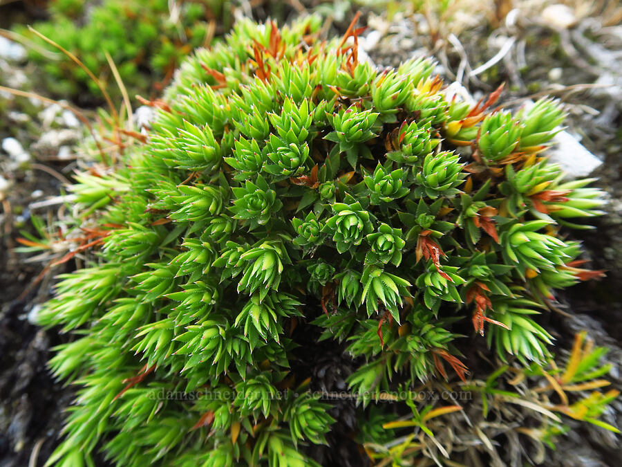 spotted saxifrage leaves (Saxifraga bronchialis ssp. austromontana (Saxifraga austromontana)) [below Aasgard Pass, Alpine Lakes Wilderness, Chelan County, Washington]