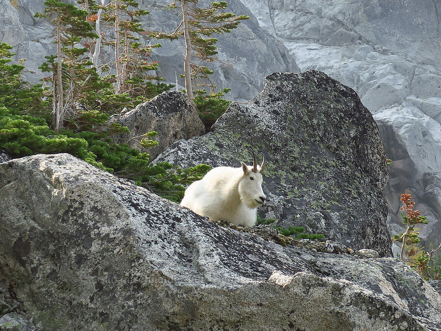 mountain goat (Oreamnos americanus) [below Aasgard Pass, Alpine Lakes Wilderness, Chelan County, Washington]