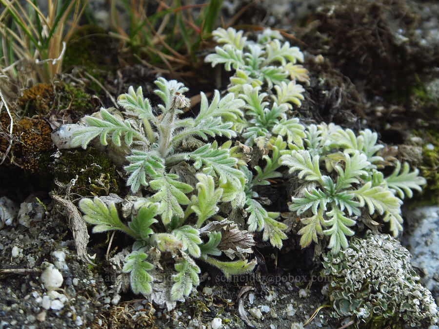 silky phacelia leaves (Phacelia sericea) [below Aasgard Pass, Alpine Lakes Wilderness, Chelan County, Washington]