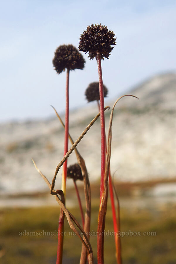 Mertens' rush (?) (Juncus mertensianus) [Upper Enchantment Basin, Alpine Lakes Wilderness, Chelan County, Washington]