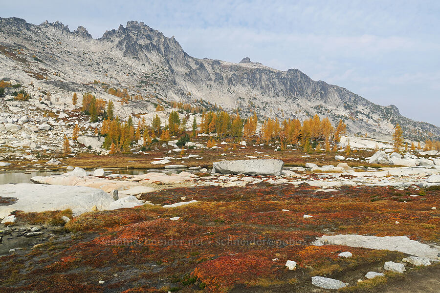 alpine fall colors [Upper Enchantment Basin, Alpine Lakes Wilderness, Chelan County, Washington]