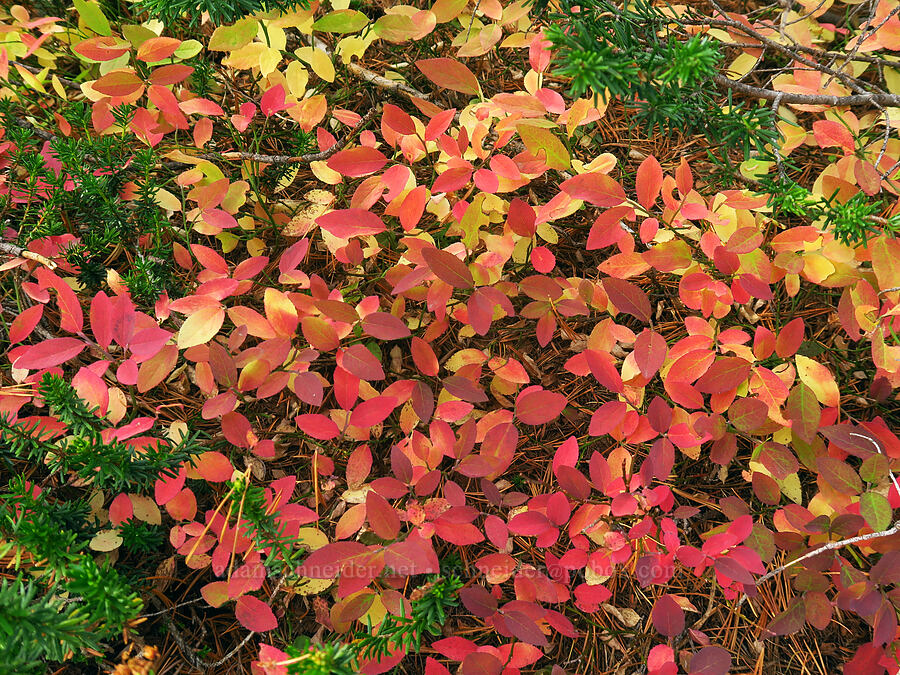 autumn huckleberry leaves (Vaccinium sp.) [Enchantment Basin, Alpine Lakes Wilderness, Chelan County, Washington]