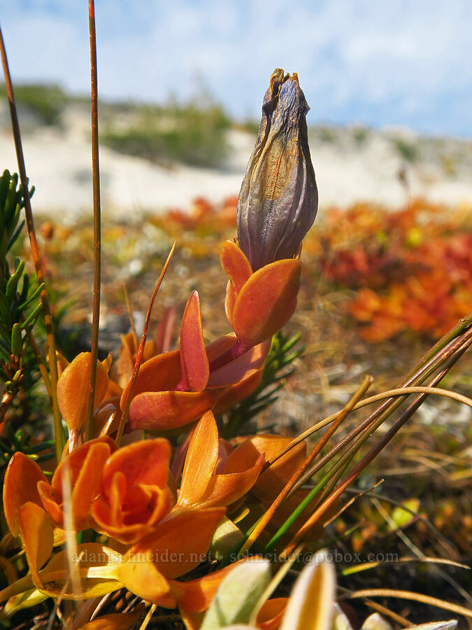 explorer's gentian (Gentiana calycosa) [Enchantment Basin, Alpine Lakes Wilderness, Chelan County, Washington]