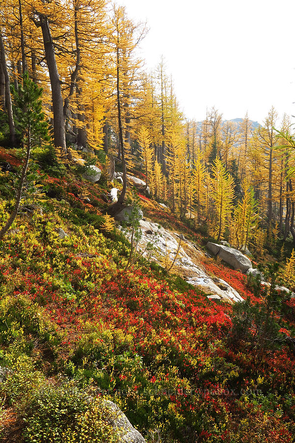 fall colors [Enchantment Basin, Alpine Lakes Wilderness, Chelan County, Washington]