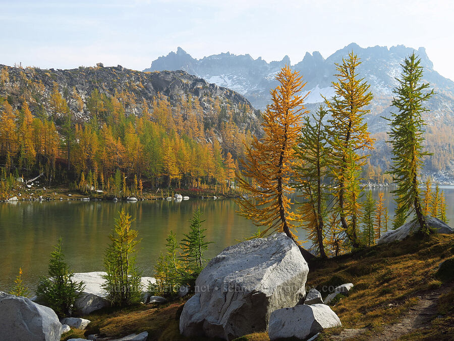 larches & Perfection Lake (Larix lyallii) [Enchantment Basin, Alpine Lakes Wilderness, Chelan County, Washington]