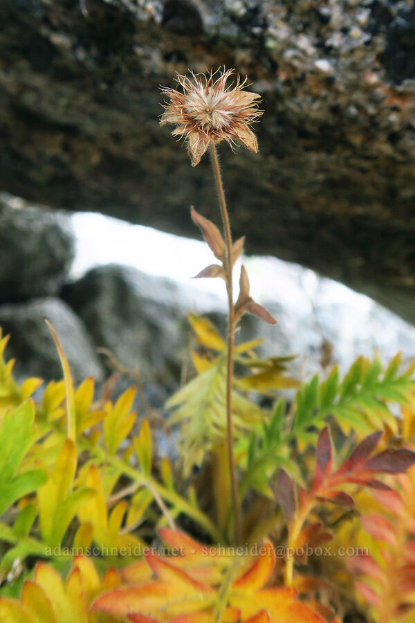 alpine avens, gone to seed (Geum rossii var. depressum) [Aasgard Pass, Alpine Lakes Wilderness, Chelan County, Washington]