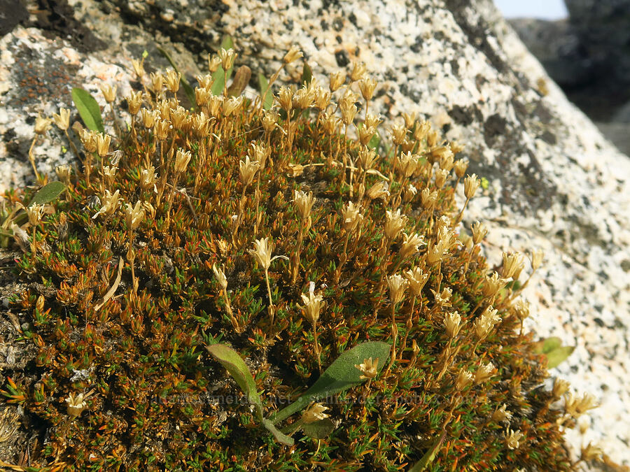 alpine sandwort, gone to seed (Cherleria obtusiloba (Minuartia obtusiloba)) [Aasgard Pass, Alpine Lakes Wilderness, Chelan County, Washington]